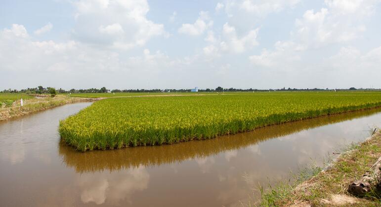 In the Mekong Delta, a push to grow food with saltwater