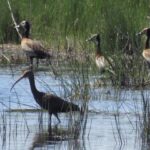 Guterres urges faster action and financing to stop biodiversity loss