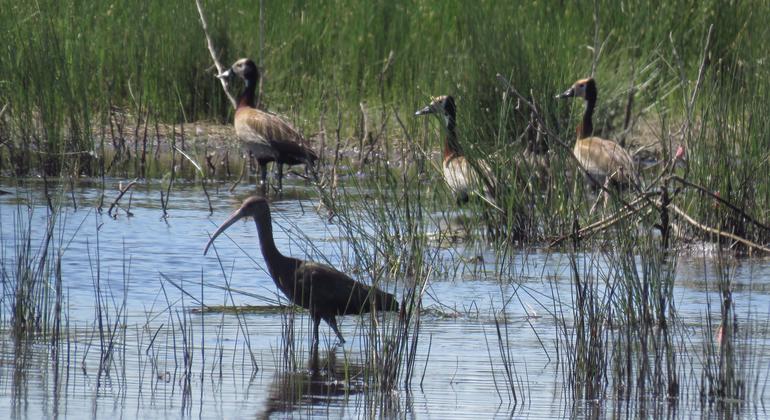 Guterres urges faster action and financing to stop biodiversity loss