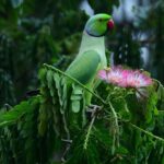COP17: The world has a plan to save nature. Is it working?