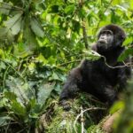 Protecting Earth’s fragile biodiversity takes spotlight at Armenia talks