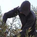 ‘Season of fear’: Escalating Israeli attacks on West Bank olive farmers, deadly strikes on Gaza