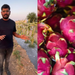 His Family Planted 9,000 Dragon Fruit Saplings. Today, The Farm Earns Rs 2 Crore A Year