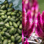 Chibbar To Cockscomb, Indian Chefs Say These Ingredients Deserve A Comeback