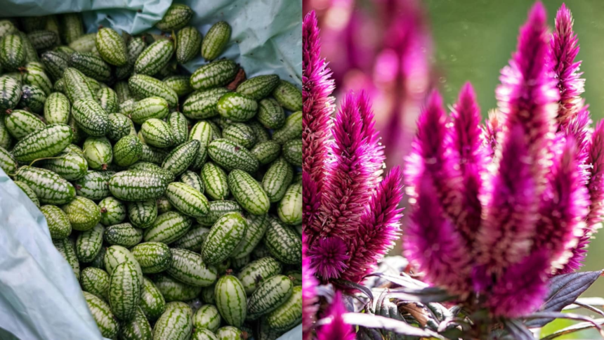 Chibbar To Cockscomb, Indian Chefs Say These Ingredients Deserve A Comeback