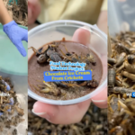 Video: Highest Protein Content: Student Turns Crickets Into Chocolate Ice Cream