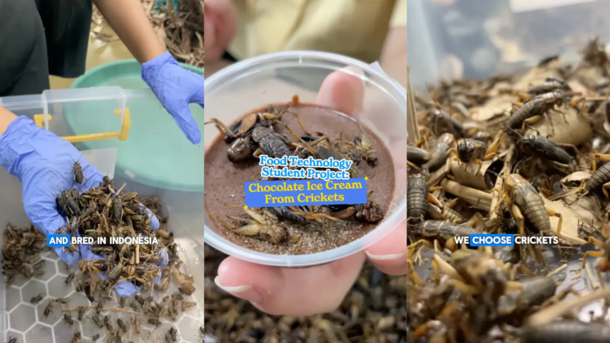 Video: Highest Protein Content: Student Turns Crickets Into Chocolate Ice Cream