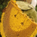 Worlds Largest Honeybees In Himalayas Produce A Rare Honey Known For Causing Hallucinations