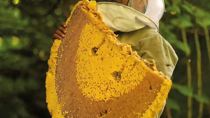 Worlds Largest Honeybees In Himalayas Produce A Rare Honey Known For Causing Hallucinations