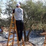 ‘Ominous start’ to West Bank olive harvest amid settler attacks