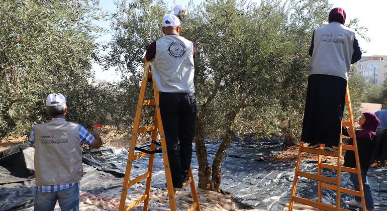 ‘Ominous start’ to West Bank olive harvest amid settler attacks