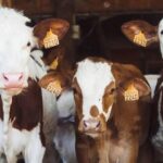 First human case of Shamonda virus reported in France as patient dies